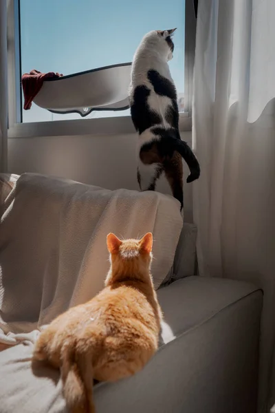 Twee Huiskatten Spelen Een Bank Onder Het Licht Van Het — Stockfoto