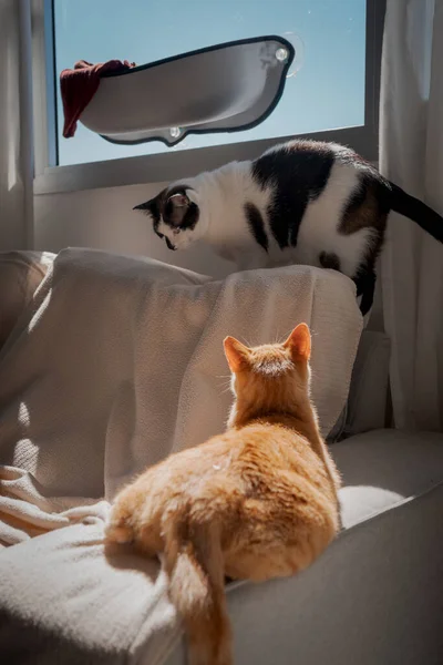 Dvě Domácí Kočky Hrají Pohovce Pod Oknem Svislé Složení — Stock fotografie