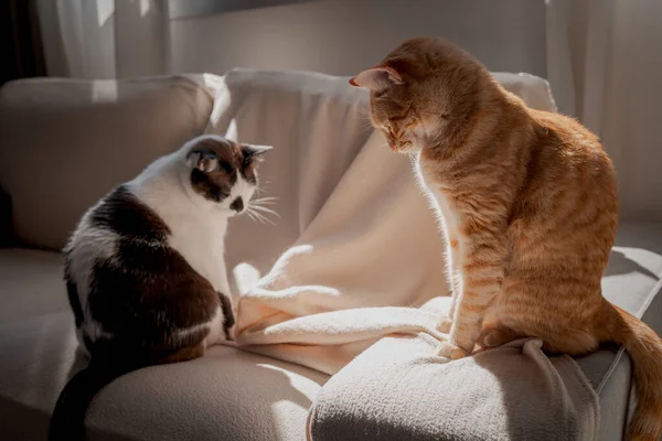 Две Домашние Кошки Играют Диване Светом Окна — стоковое фото