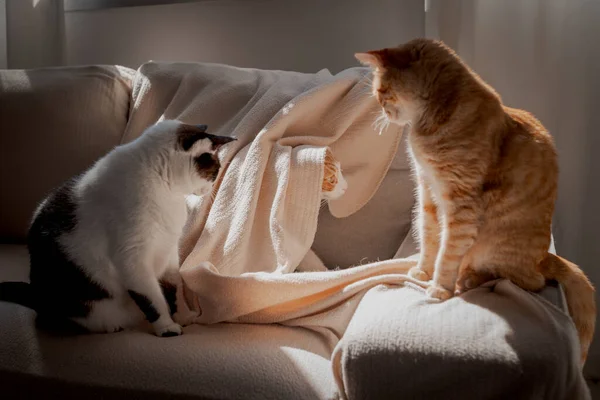 Drie Huiskatten Spelen Een Bank Onder Het Licht Van Het — Stockfoto