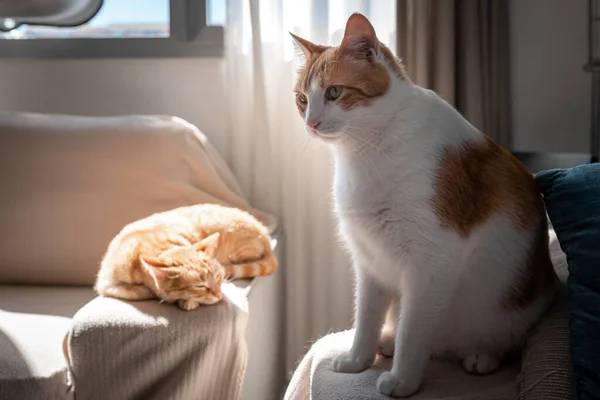 Two Domestic Brown Cats Sofa Light Window — Stockfoto