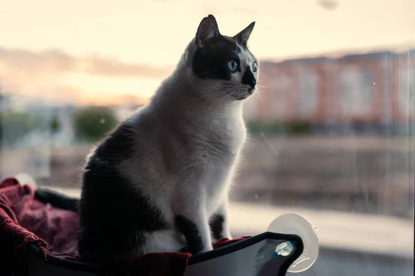 日没時に窓のそばのハンモックに青い目の黒と白の猫が座っている — ストック写真