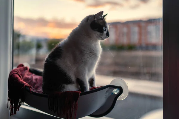 Чорно Білий Кіт Блакитними Очима Сидить Гамаку Біля Вікна Заході — стокове фото