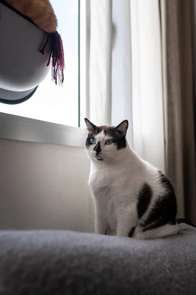 Чорно Білий Кіт Сидить Сірому Дивані Біля Вікна Вертикальна Композиція — стокове фото