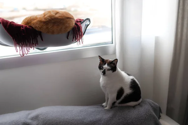 Schwarz Weiße Katze Sitzt Auf Einem Grauen Sofa Fenster — Stockfoto