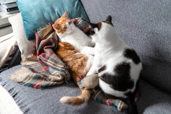Two Domestic Cats Lying Gray Sofa Play Together — Zdjęcie stockowe