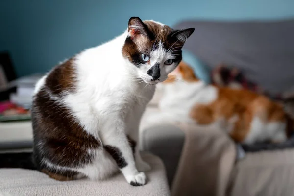 Svart Och Vit Katt Med Blå Ögon Sittande Soffa — Stockfoto