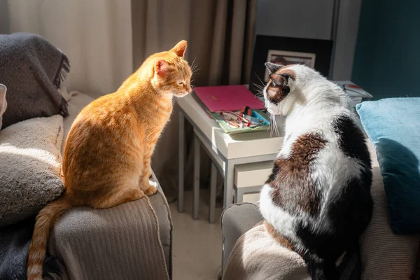 Two Domestic Cats Sitting Sofa Light Window — Stock Photo, Image