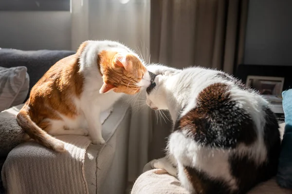 Brown White Cat Licks Head Black White Cat — стоковое фото