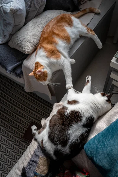 Δύο Οικιακές Γάτες Ξαπλωμένες Έναν Γκρι Καναπέ Κατακόρυφη Σύνθεση — Φωτογραφία Αρχείου