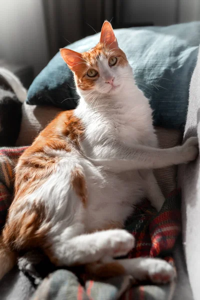 Gato Marrón Blanco Con Ojos Amarillos Acostado Sofá Composición Vertical —  Fotos de Stock