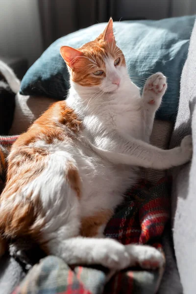 Brun Och Vit Katt Med Gula Ögon Liggande Soffa Vertikal — Stockfoto