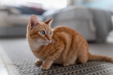 brown tabby cat with green eyes on the carpet. close up