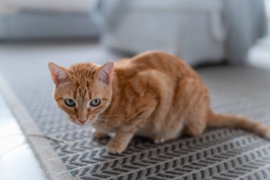 brown tabby cat with green eyes on the carpet. close up
