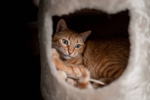 Gato Tabby Marrom Com Olhos Verdes Esconde Dentro Uma Caixa — Fotografia de Stock