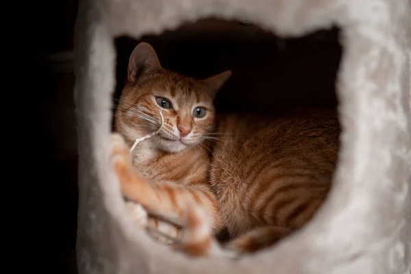 Gato Tabby Marrom Com Olhos Verdes Esconde Dentro Uma Caixa — Fotografia de Stock