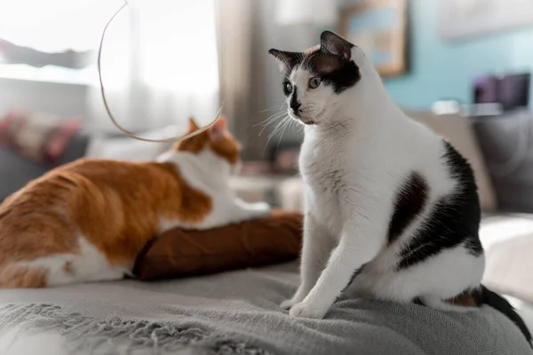 Svart Och Vit Katt Med Blå Ögon Sittande Soffa — Stockfoto