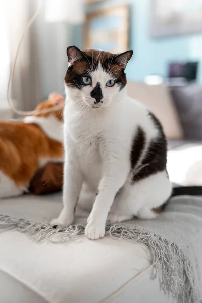 ソファの上に青い目の黒と白の猫 縦の構図 — ストック写真