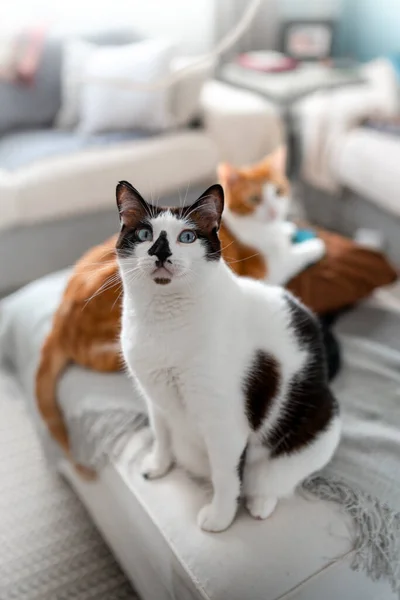 Black White Cat Blue Eyes Sitting Sofa Vertical Composition — Stockfoto