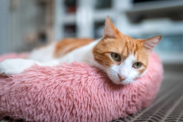 Brun Och Vit Katt Med Gula Ögon Liggande Rosa Säng — Stockfoto