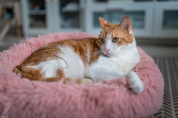 ピンクのベッドの上に黄色い目の茶色と白の猫 閉めて — ストック写真