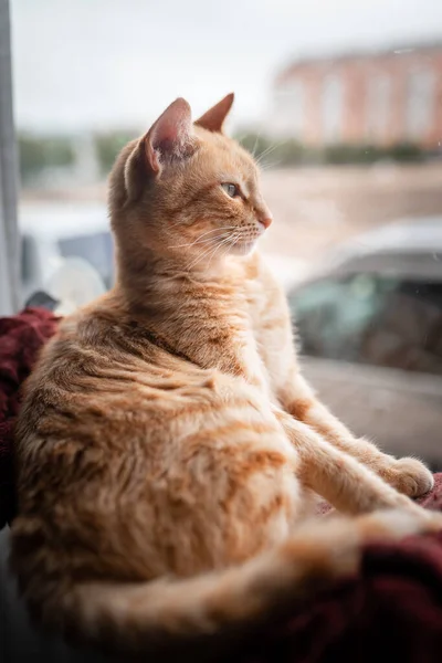 縦の構図 窓のそばのハンモックに座っている緑の目をした茶色のタビー猫 — ストック写真