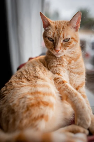 Vertikal Sammansättning Brun Tabby Katt Med Gröna Ögon Sitter Hängmatta — Stockfoto