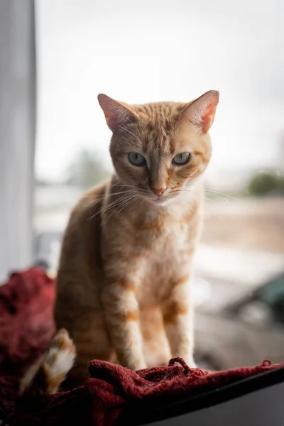 Composição Vertical Gato Mesa Marrom Com Olhos Verdes Uma Rede — Fotografia de Stock