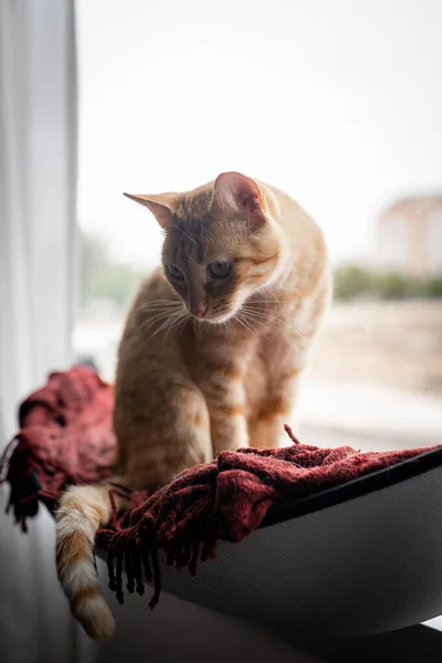 垂直构图 一只褐色的 长着绿眼睛的胖胖的猫站在窗边的吊床上 — 图库照片