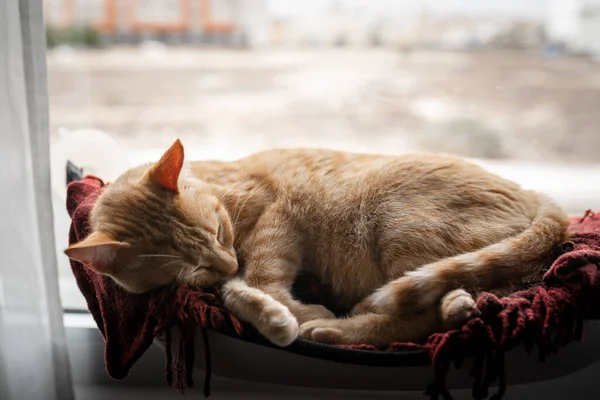 Кошка Тэбби Спит Гамаке Окна — стоковое фото