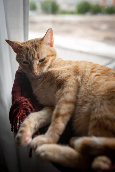 靠近点垂直构图 一只褐色的胖胖的猫睡在窗边的吊床上 — 图库照片
