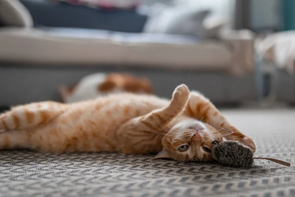 Brown Tabby Cat Green Eyes Plays Toy Carpet — Stock Photo, Image