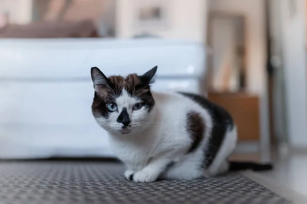 カーペットの上に青い目の黒と白の猫 — ストック写真