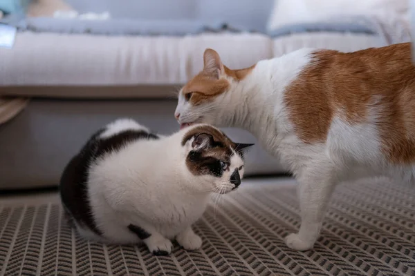 Hnědá Bílá Kočka Olizuje Hlavu Černobílé Kočky Zavřít — Stock fotografie
