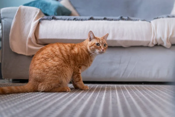 Gato Tabby Marrón Con Ojos Verdes Sentados Alfombra —  Fotos de Stock