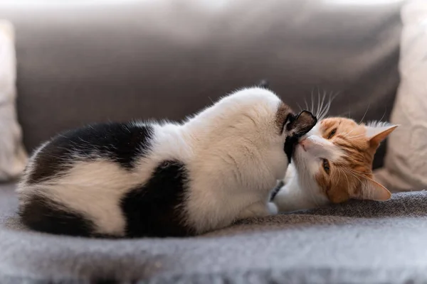 Nahaufnahme Braune Und Weiße Katze Leckt Kopf Einer Schwarz Weißen — Stockfoto