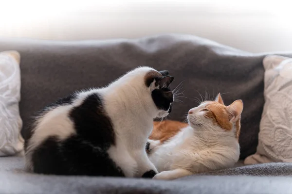 Dois Gatos Brancos Domésticos Interagem Sofá Cinza — Fotografia de Stock