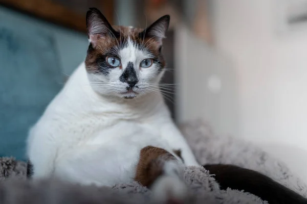 Cerca Gato Blanco Negro Con Ojos Azules —  Fotos de Stock