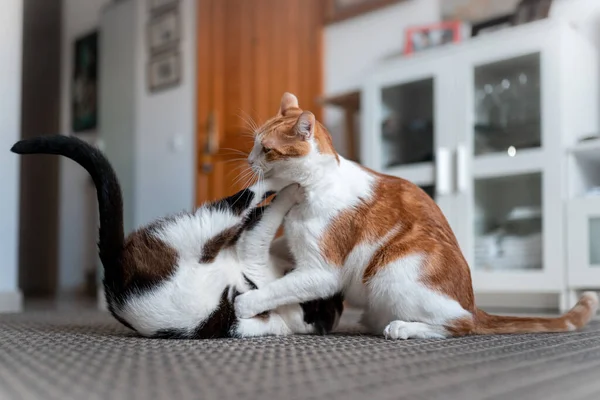 Zwei Weiße Hauskatzen Spielen Zusammen Auf Dem Teppich — Stockfoto