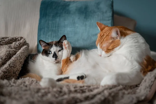 Zwei Weiße Hauskatzen Liegen Zusammen Auf Einem Sofa — Stockfoto