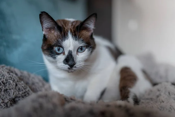 閉めろ 青い目の黒と白の猫 — ストック写真