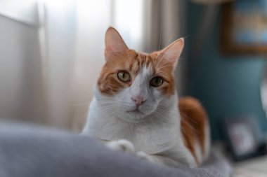 Kapat. Sarı gözlü kahverengi beyaz kedi kameraya bakar.