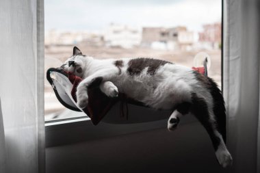 Şişko siyah beyaz kedi pencerenin kenarındaki hamakta uyur.