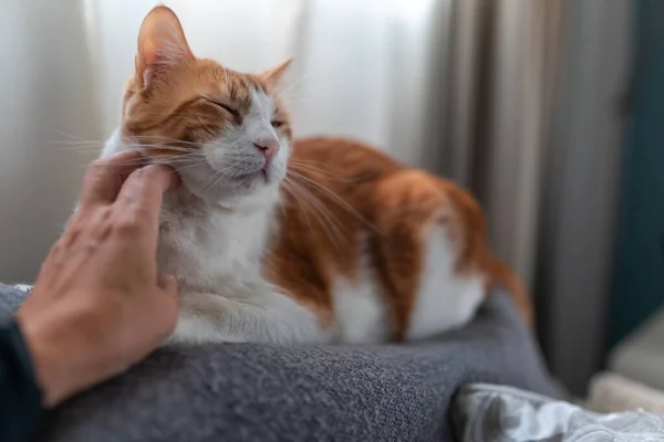 소파에 고양이는 사람의 손에서 캐시를 즐긴다 가까이 — 스톡 사진