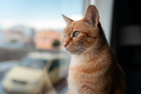 Gato Tabby Marrón Con Ojos Verdes Mira Fuera Ventana Cerca —  Fotos de Stock