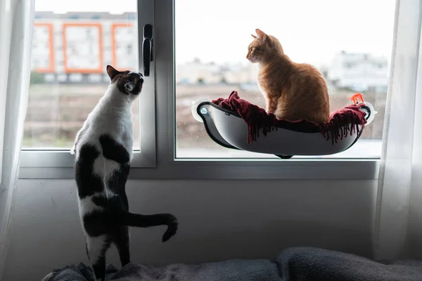 Evcil Kedi Pencere Kenarında Etkileşime Girer — Stok fotoğraf