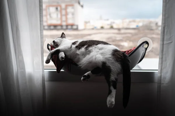 Fat Black White Cat Sleeps Hammock Window — Stock Photo, Image