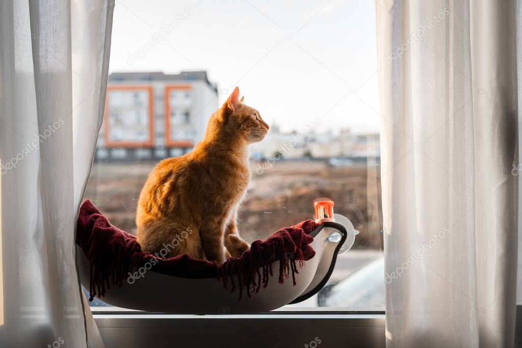 brown tabby cat playing on a hammock by the window
