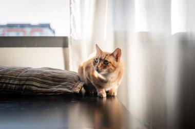 Koyu bir masada yeşil gözlü kahverengi tekir kedi. Kapat.