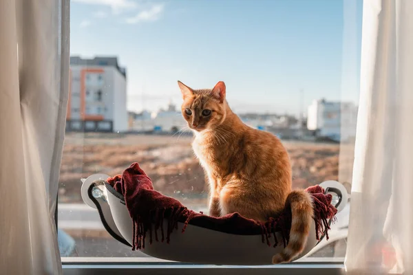 Gato Mesa Marrom Sentado Uma Rede Pela Janela — Fotografia de Stock